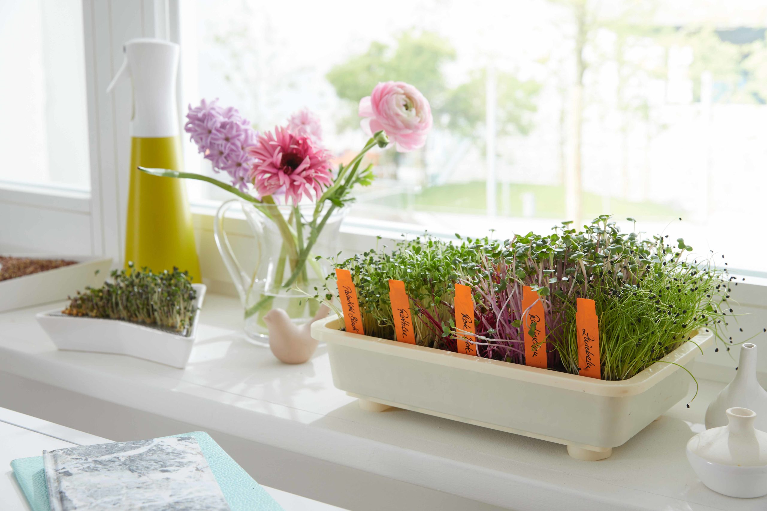 Microgreens anbauen - Anleitung, Tipps und DIY