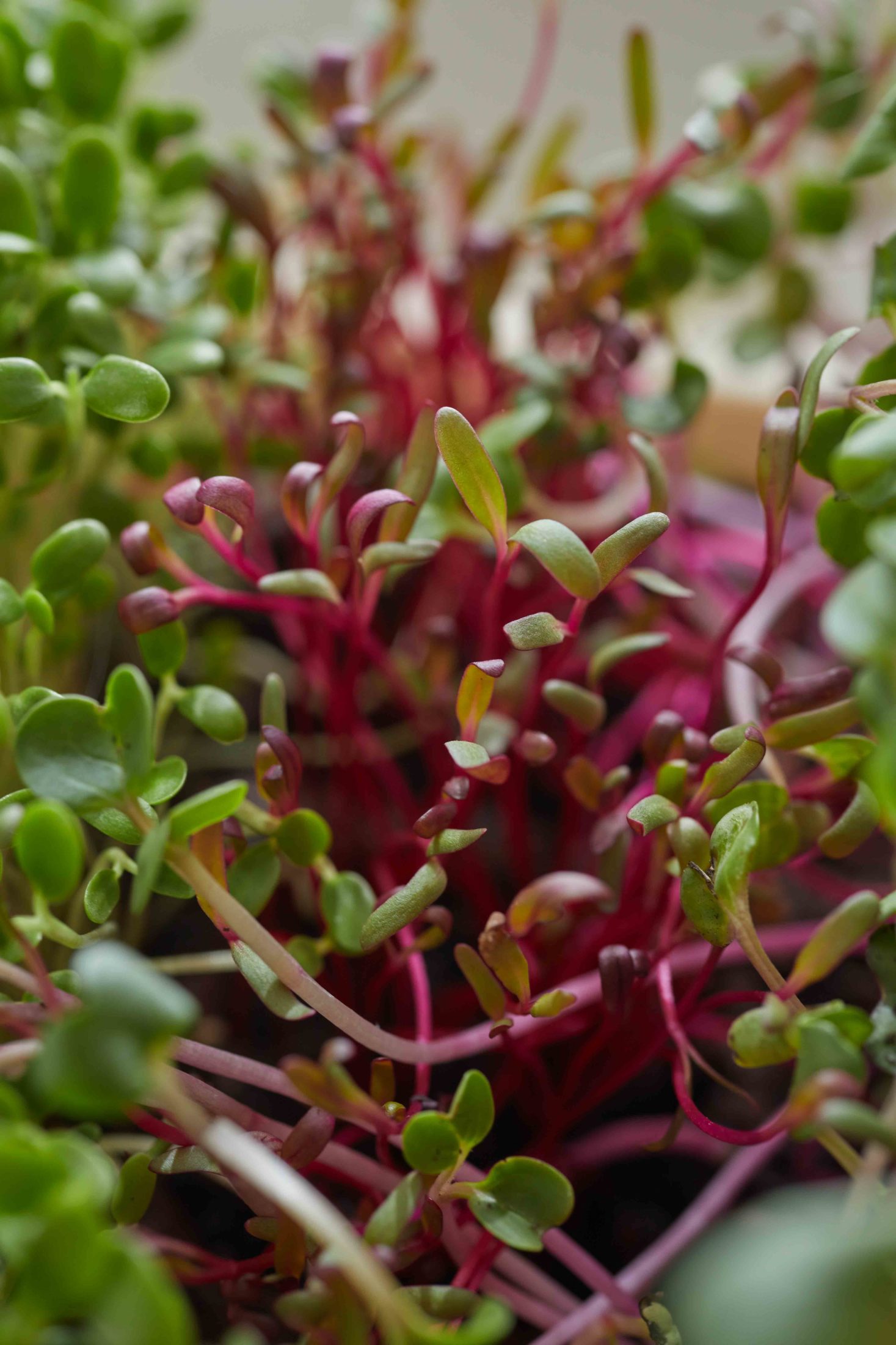 Microgreens Rote Bete