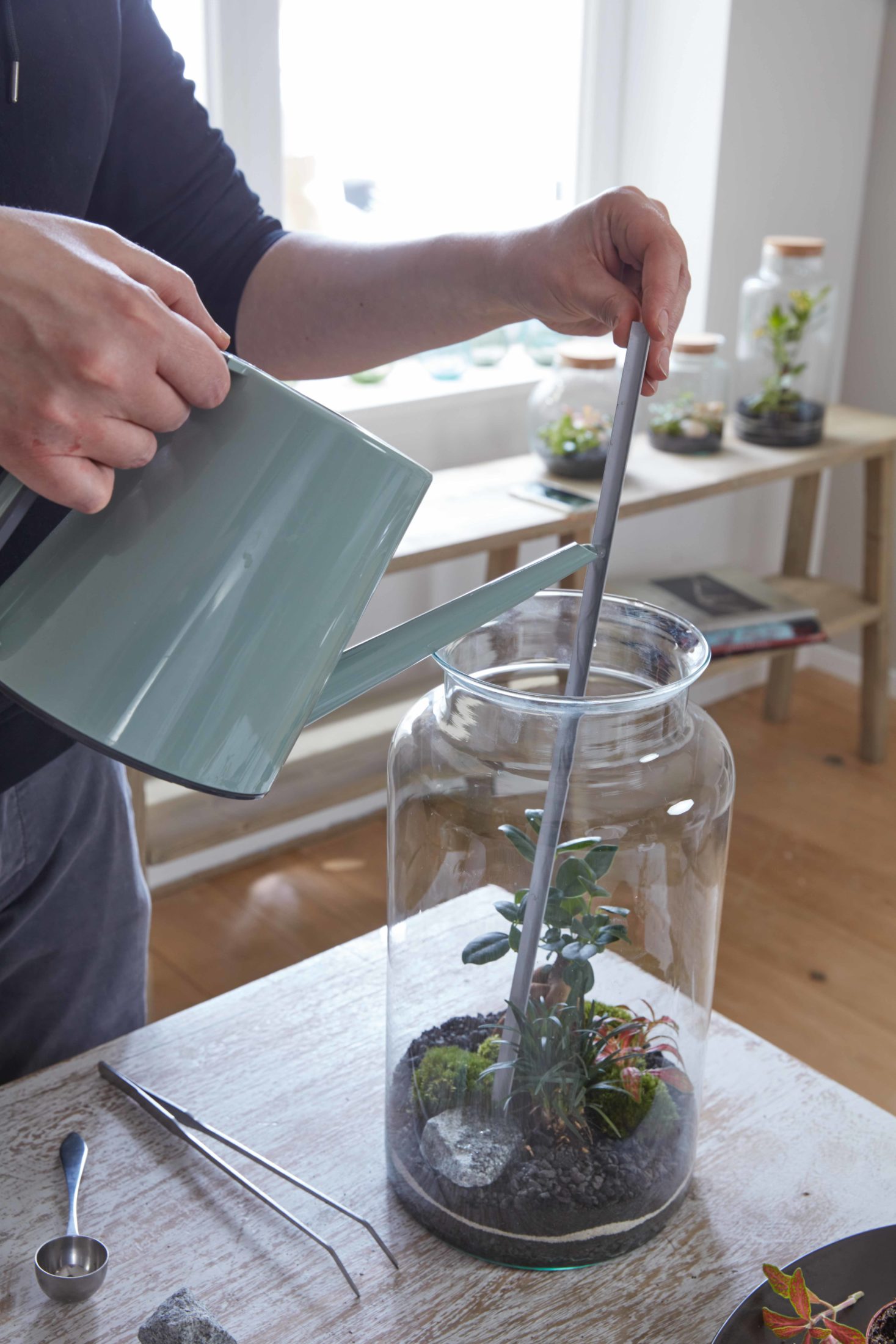 Flaschengarten Pflanzen im Glas