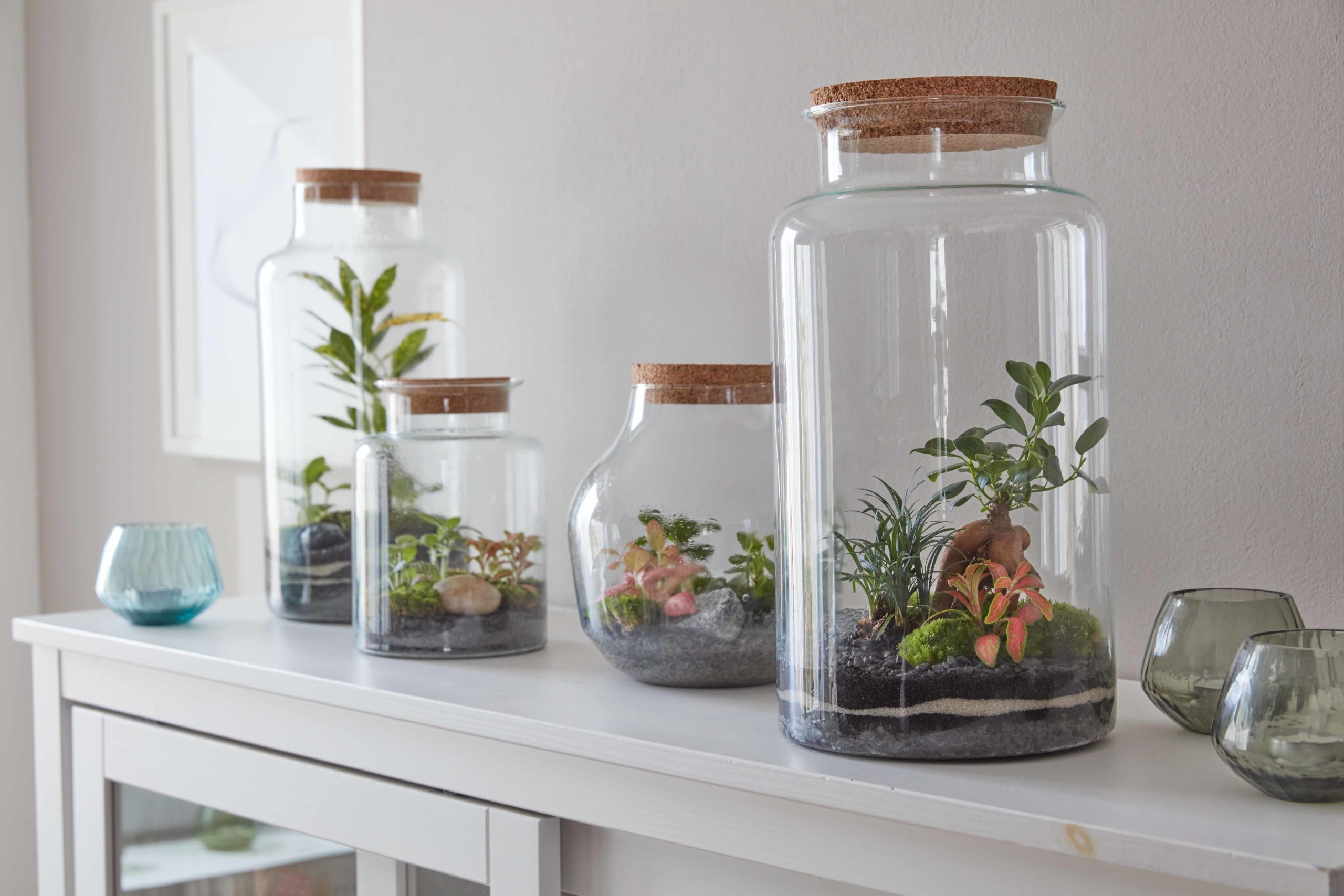 Flaschengarten - Pflanzen im Glas