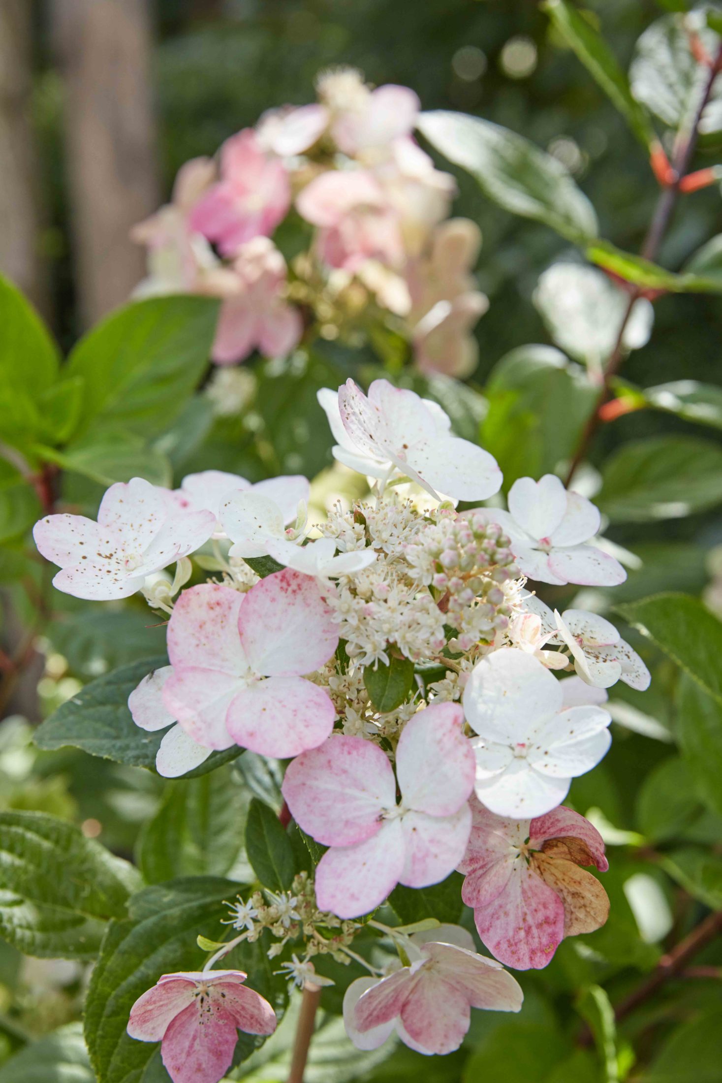 Schnitt Rispenhortensie