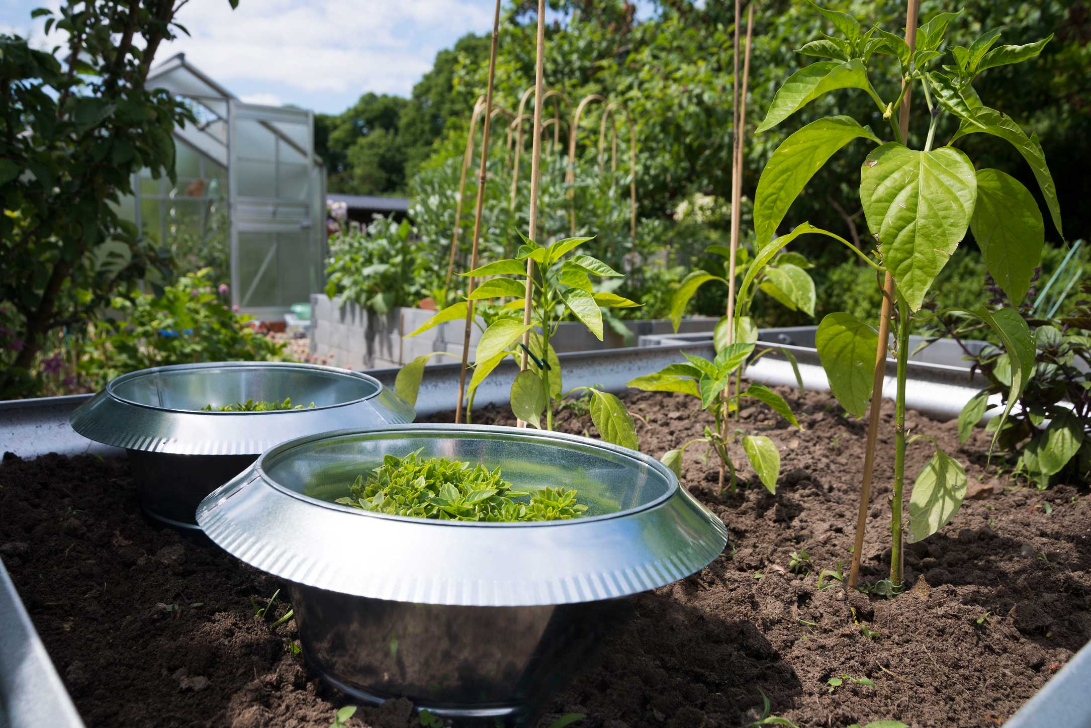 Schnecken-Alarm im Garten