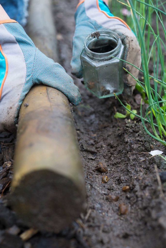 Schnecken im Garten bekämpfen Natürliche Mittel, die helfen!