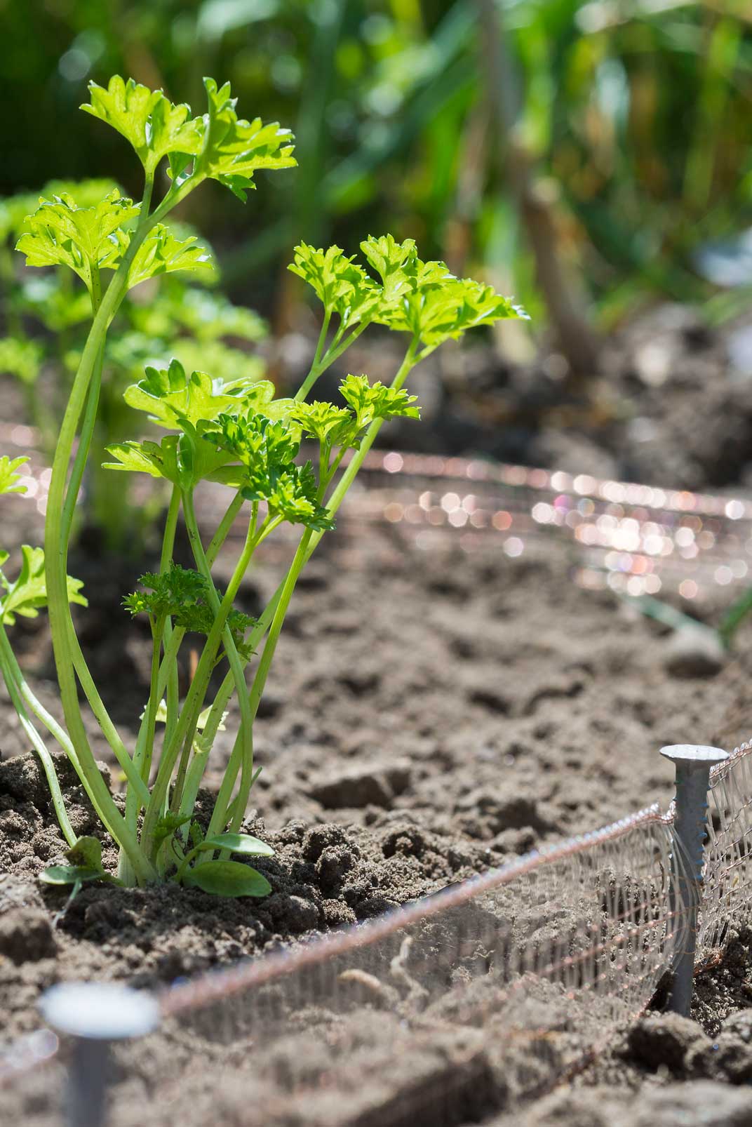 Schnecken-Alarm im Garten