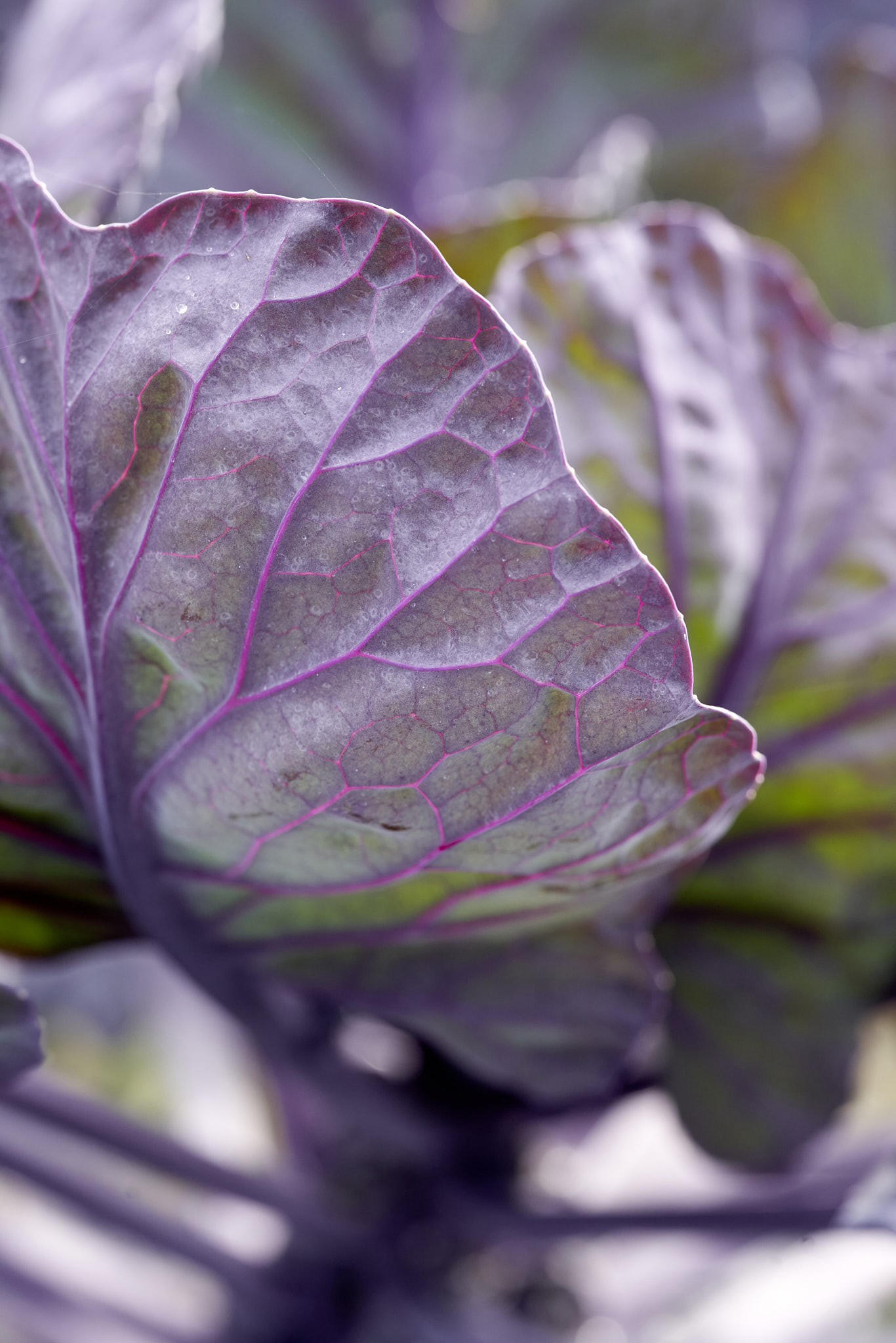 Violettrote Rotkohl-Sorte