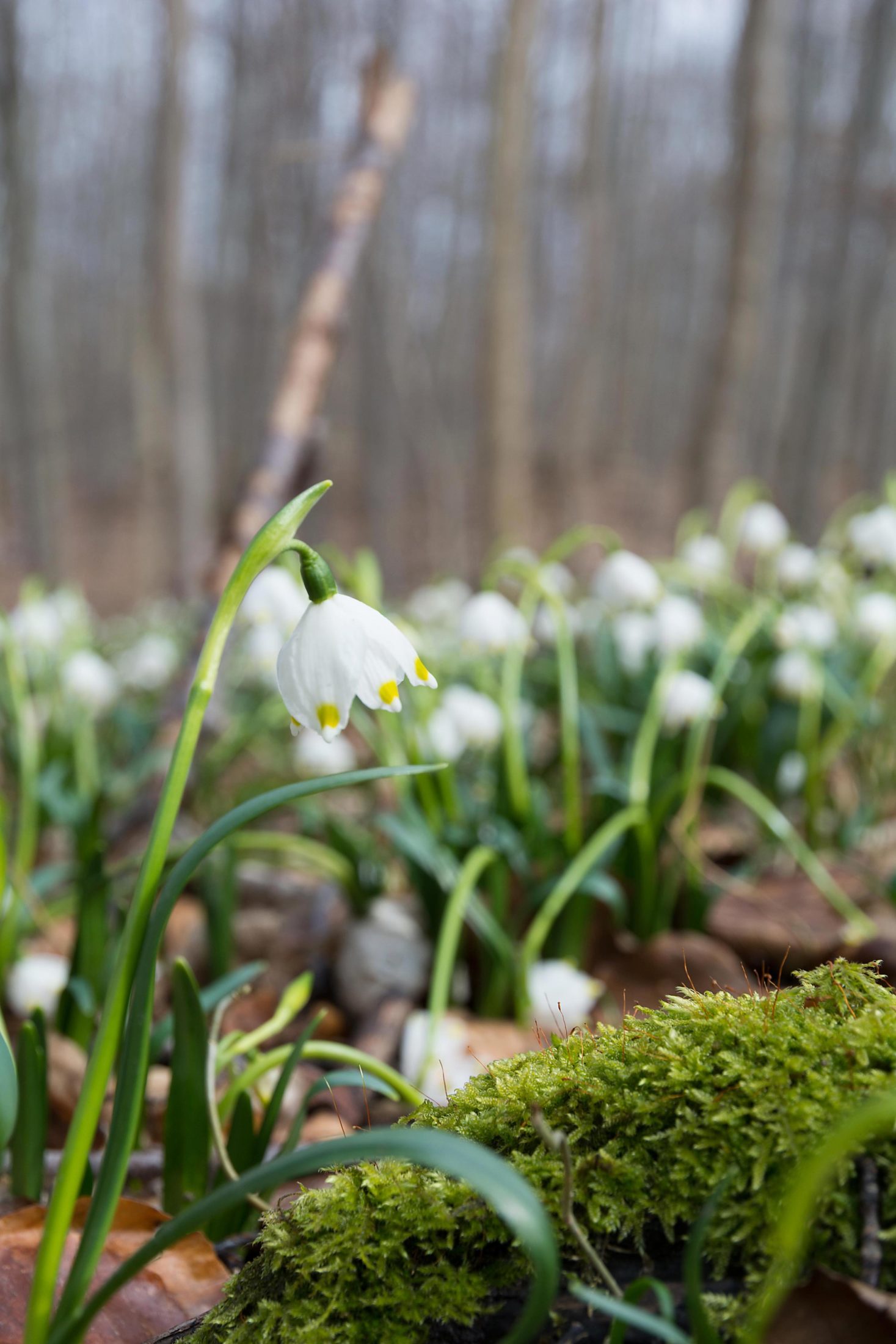 Zwiebelblume Märzenbecher