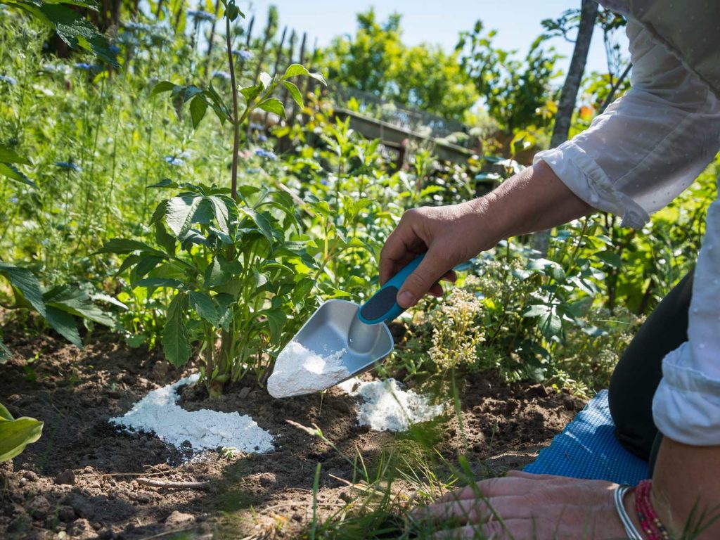 Schnecken im Garten bekämpfen Natürliche Mittel, die helfen!