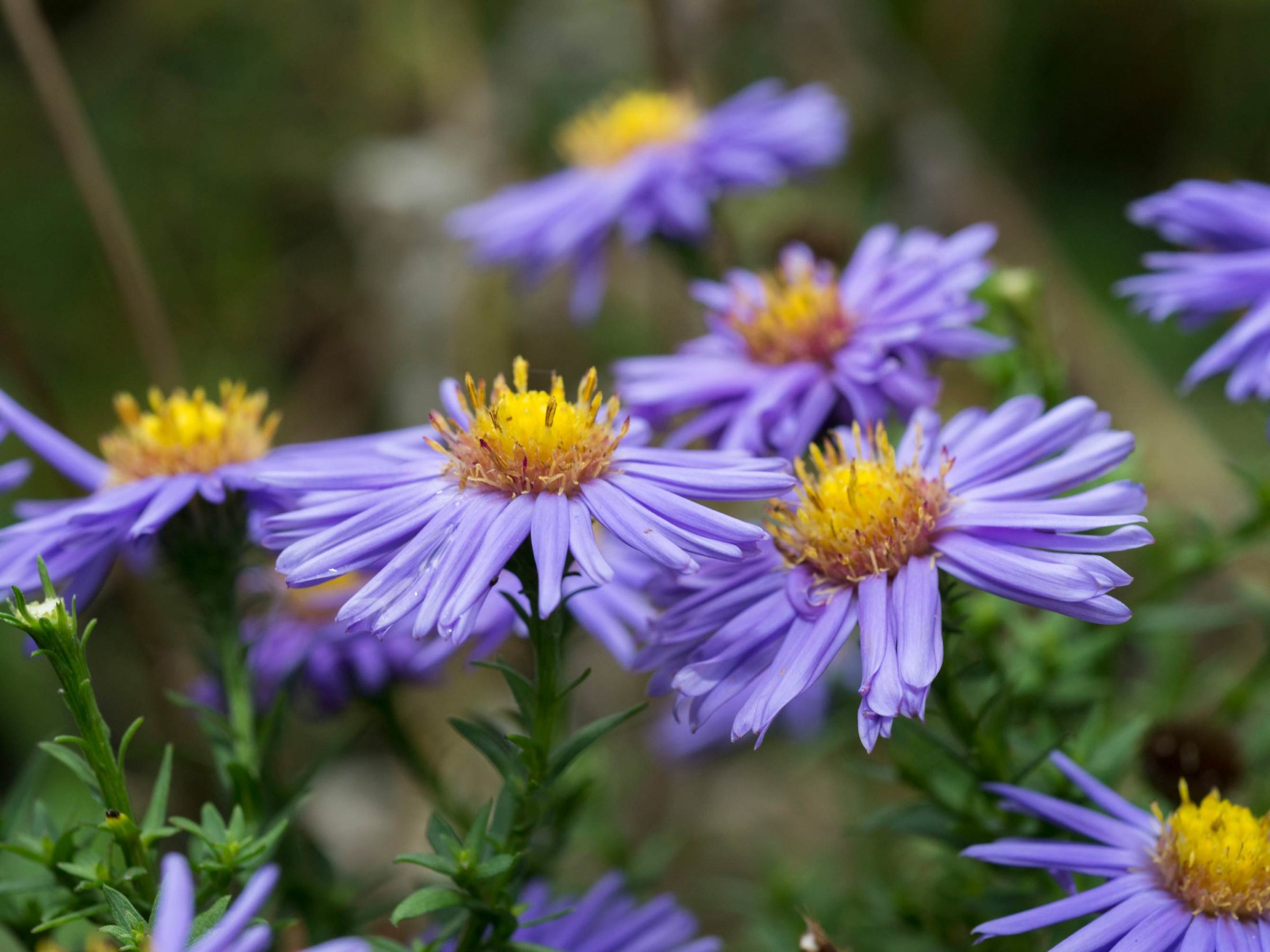 Violette Kissenastern