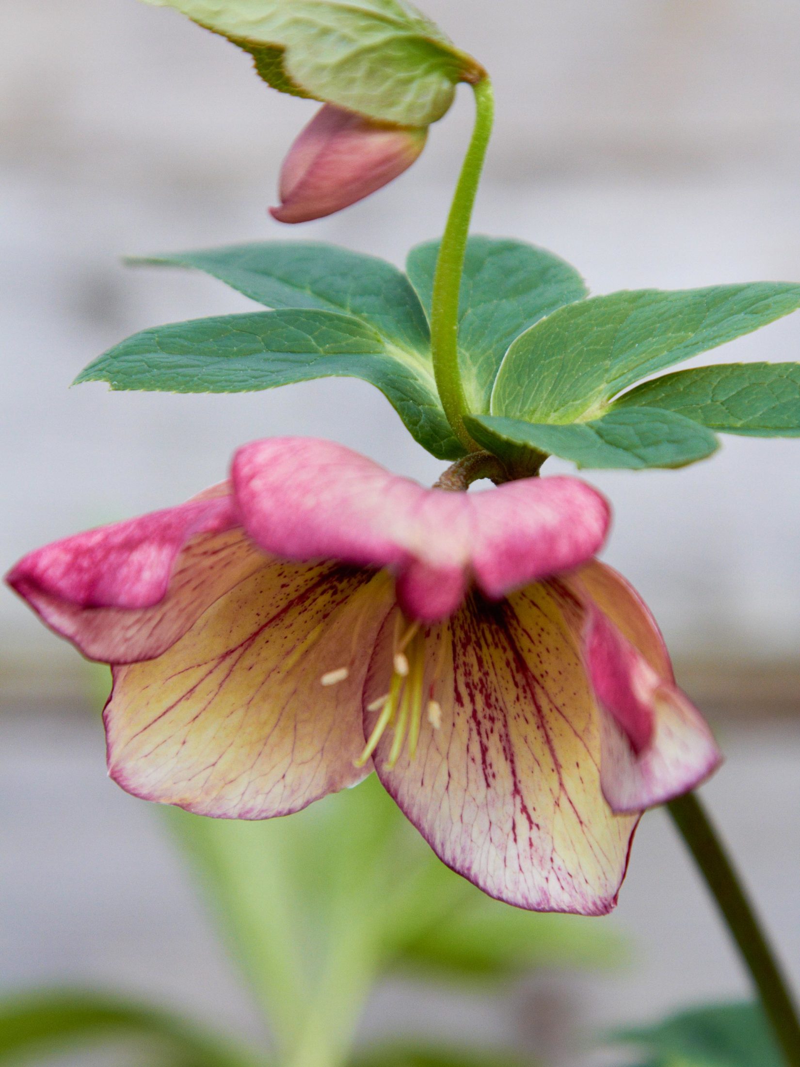 Lenzrose ‘Anja Oudolf‘