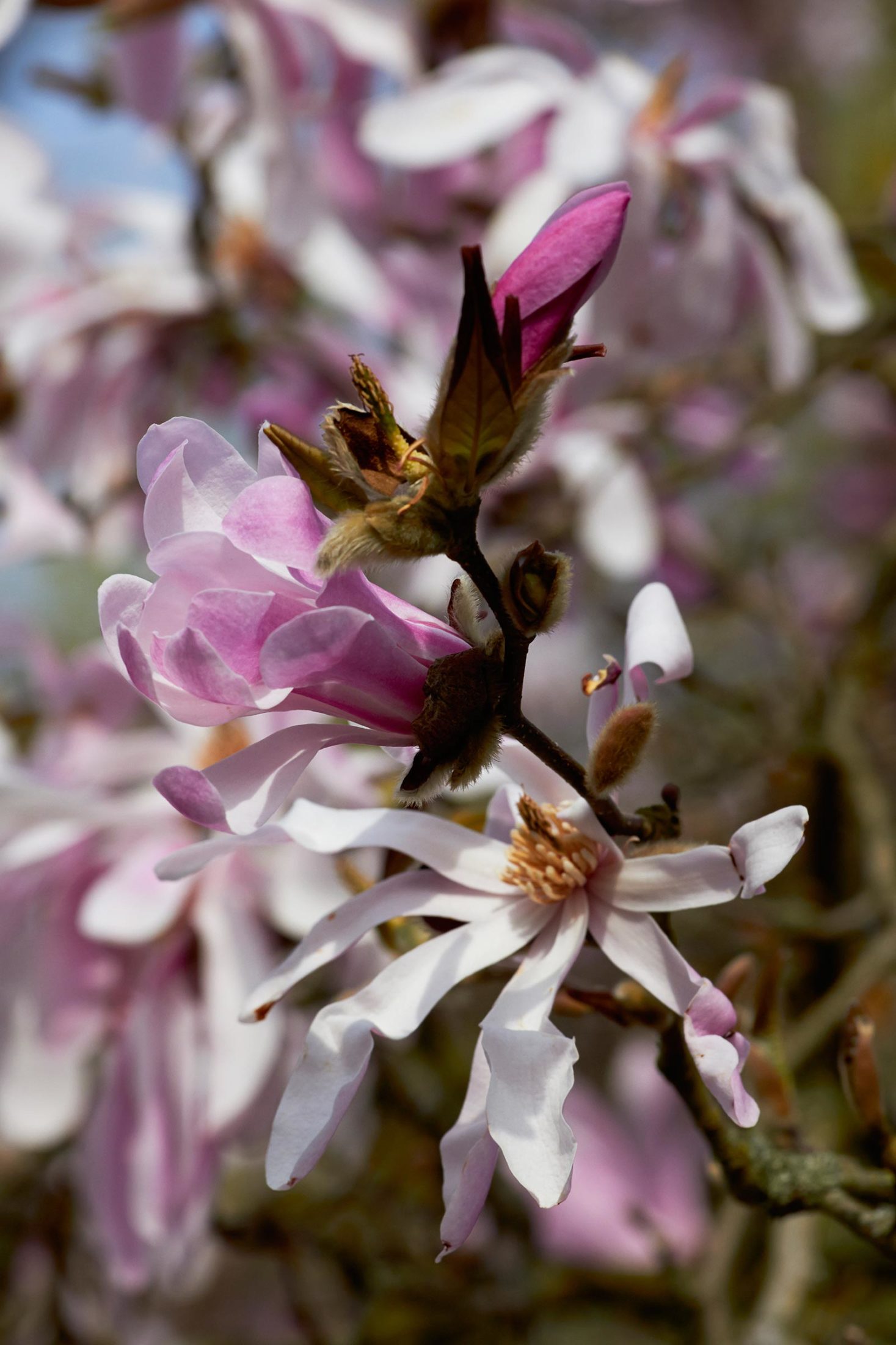 Sternmagnolie in Rosa