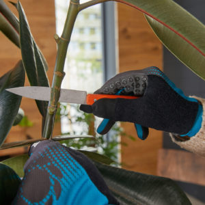 Vermehrung Zimmerpflanzen Abmoosen Ficus