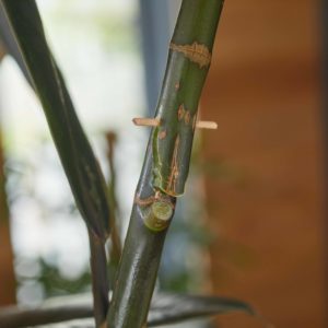 Vermehrung Zimmerpflanzen Abmoosen Ficus