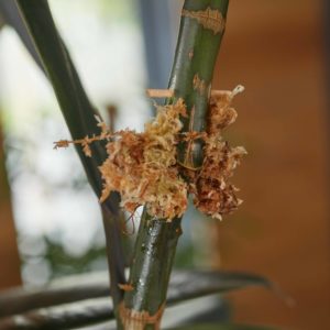 Vermehrung Zimmerpflanzen Abmoosen Ficus