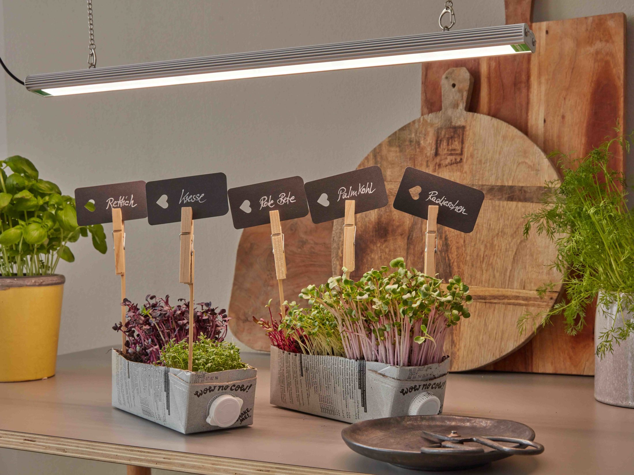 Upcycling: Microgreens im Tetrapack anbauen