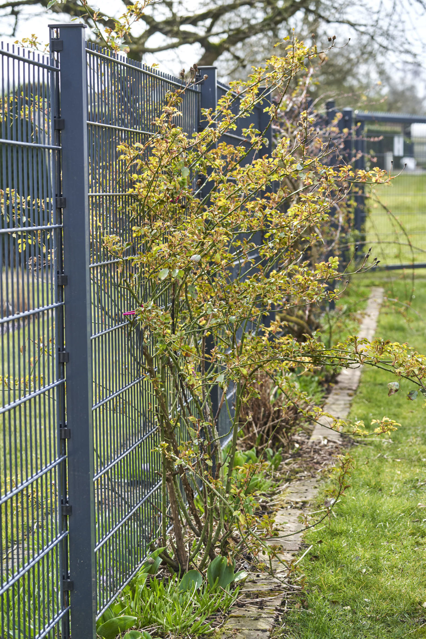Öfterblühende Kletterrose schneiden