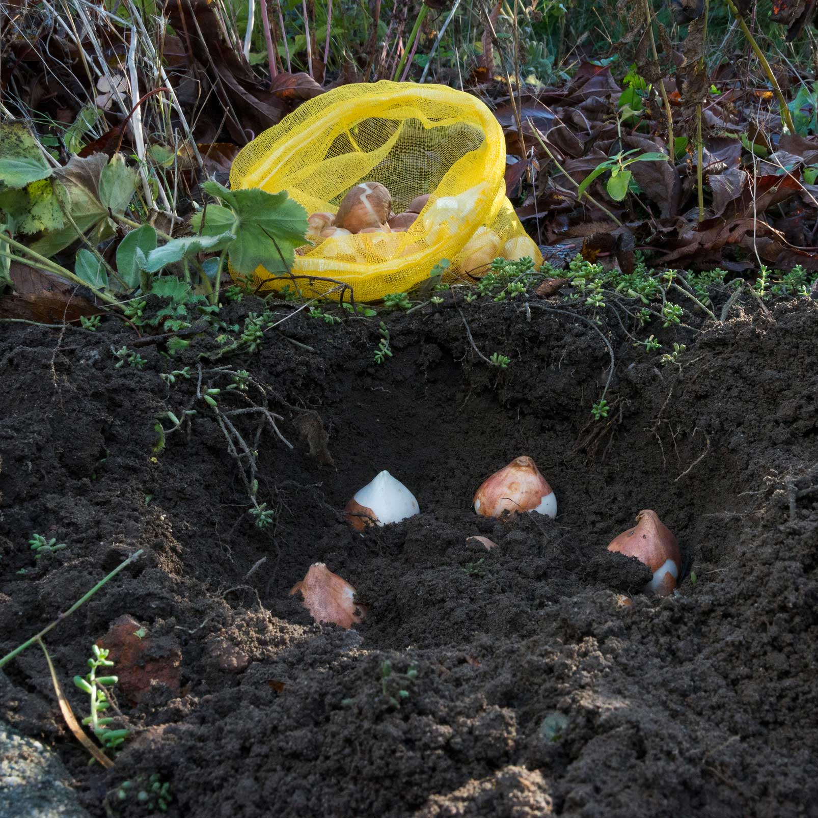 Narzissen in den Garten pflanzen