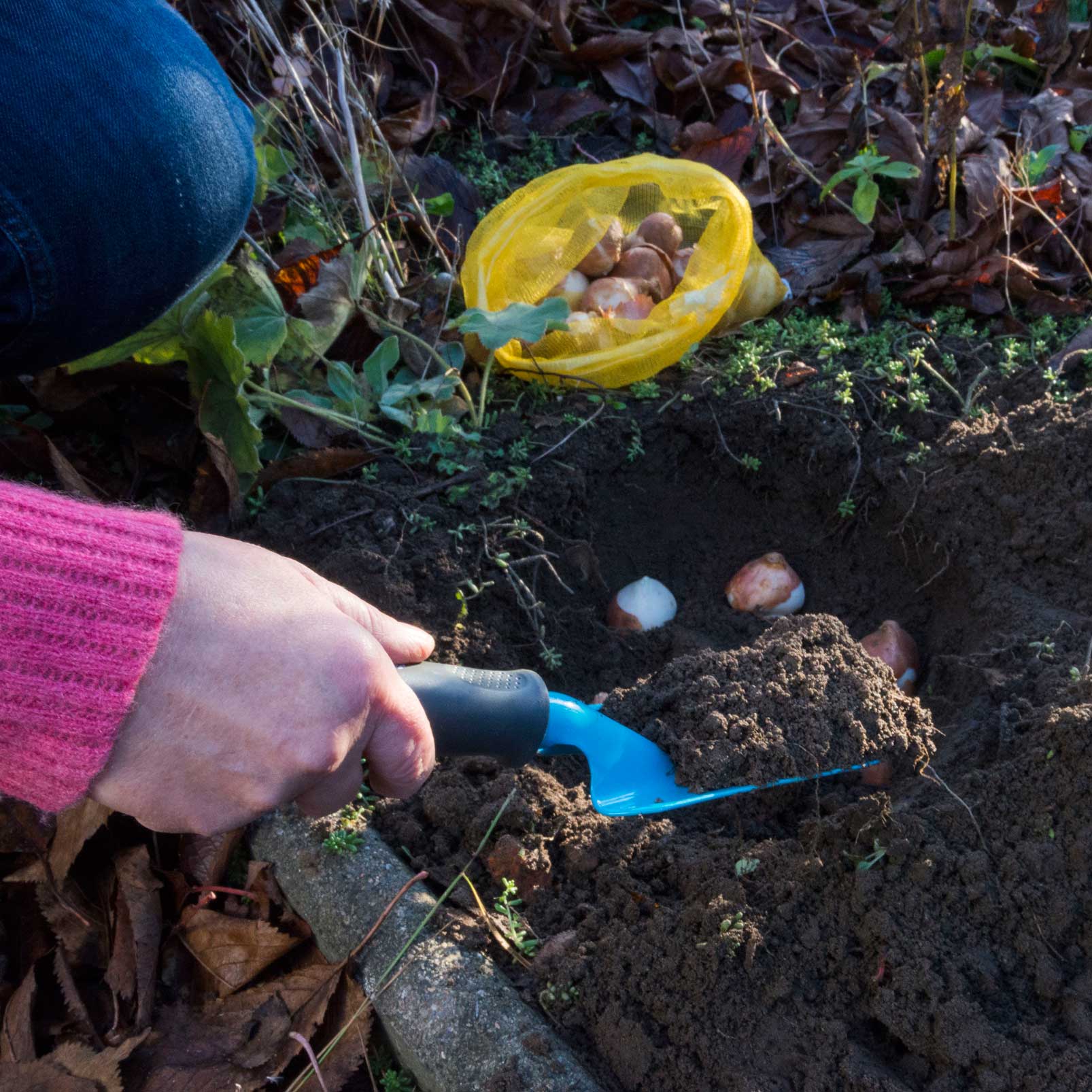 Narzissen in den Garten pflanzen