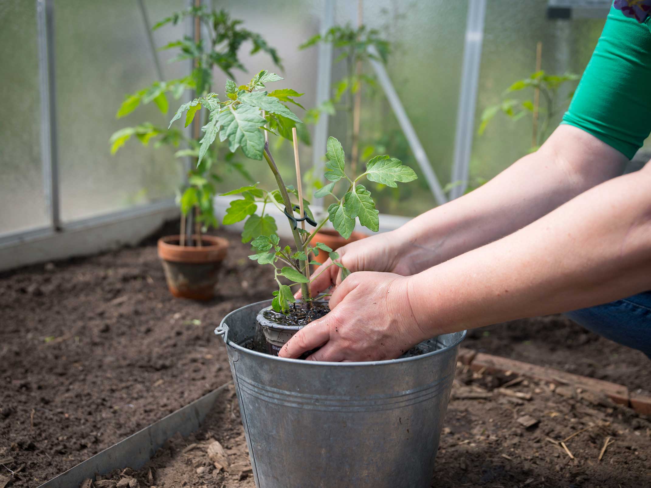 Tomaten anbauen und pflegen