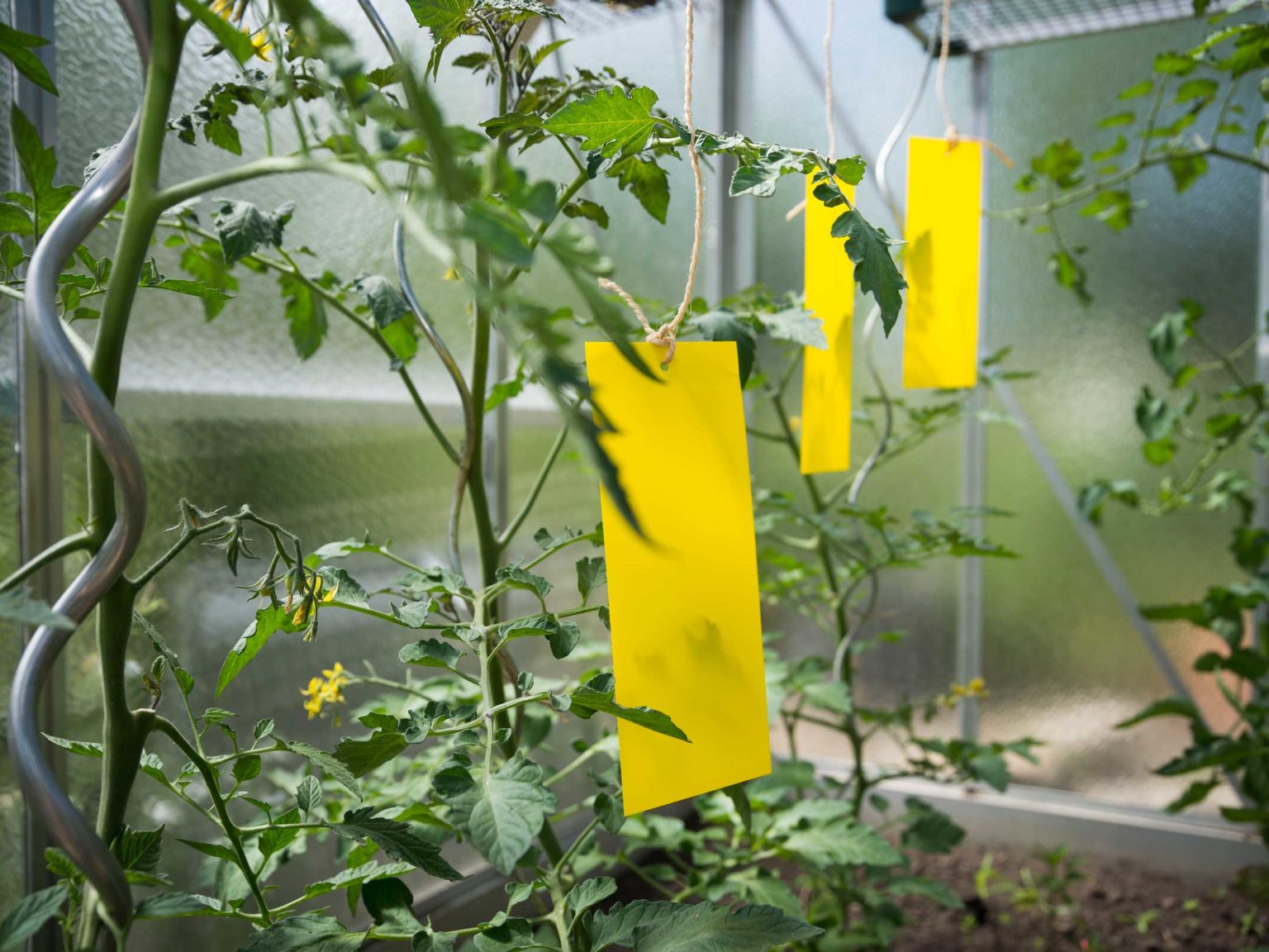 Tomaten pflanzen und pflegen Anleitung rundum den Anbau