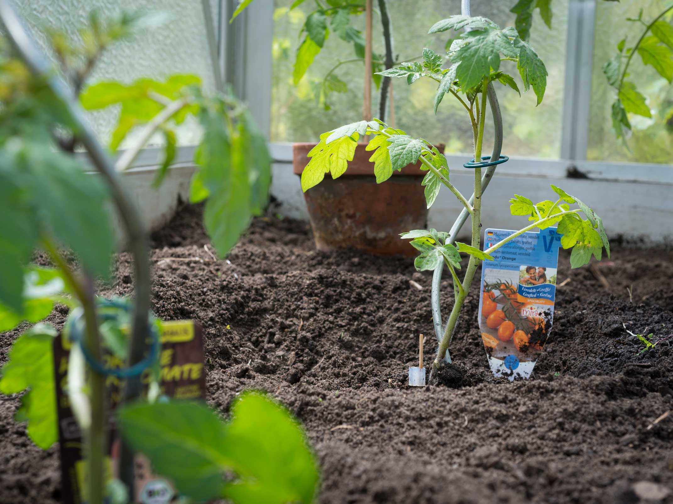 Tomaten anbauen und pflegen