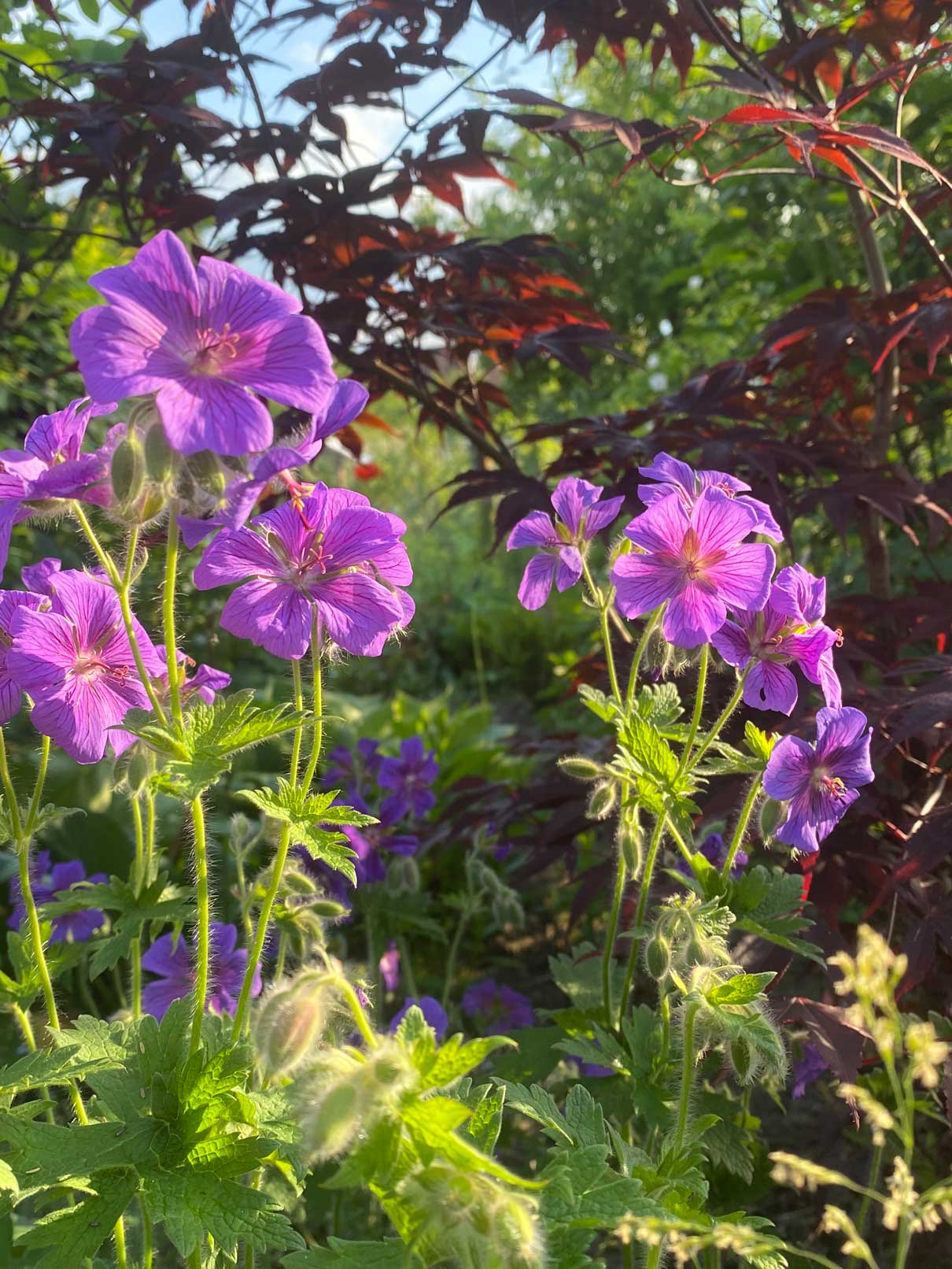 Storchschnabel für jeden Garten