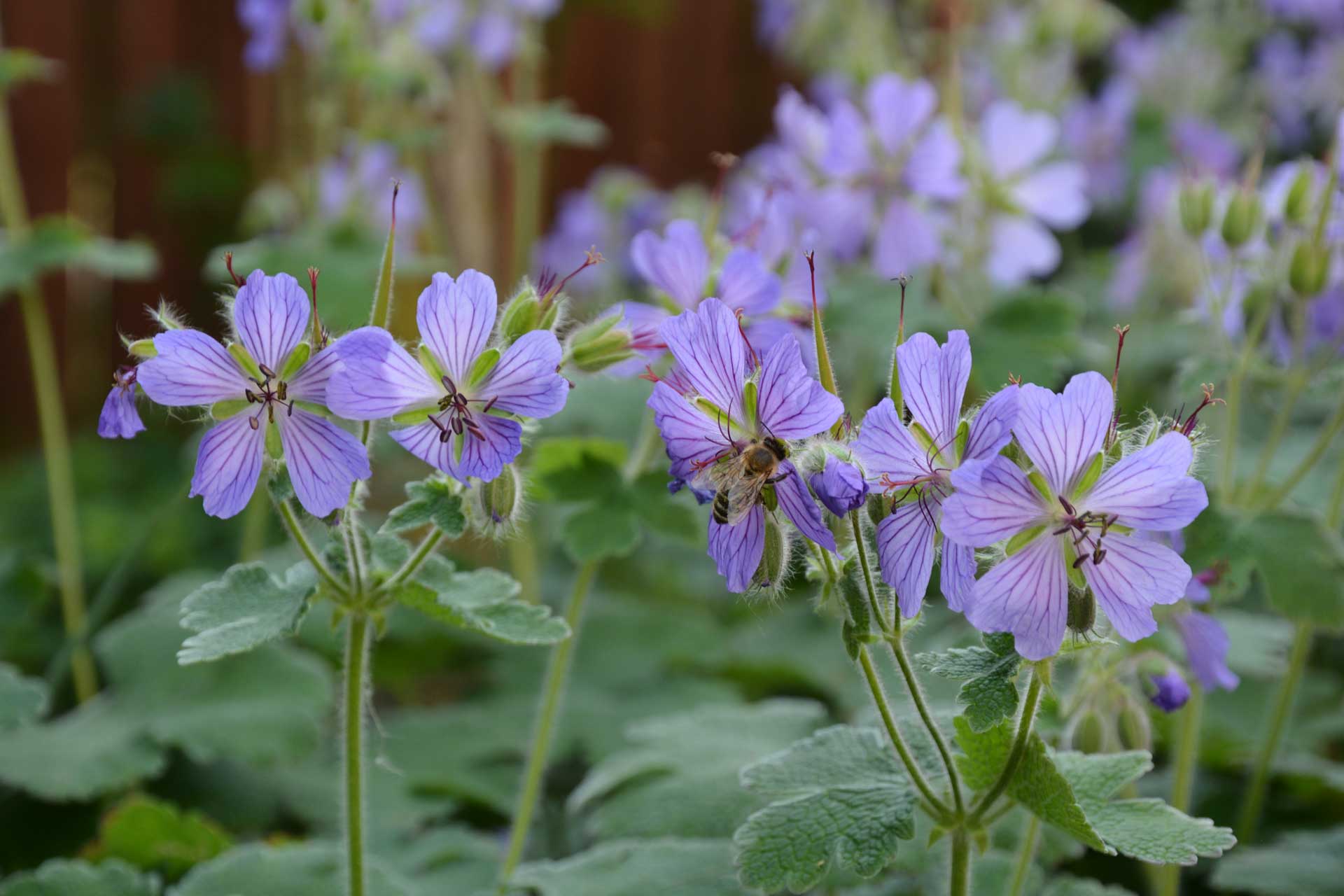 Storchschnabel für jeden Garten Garten