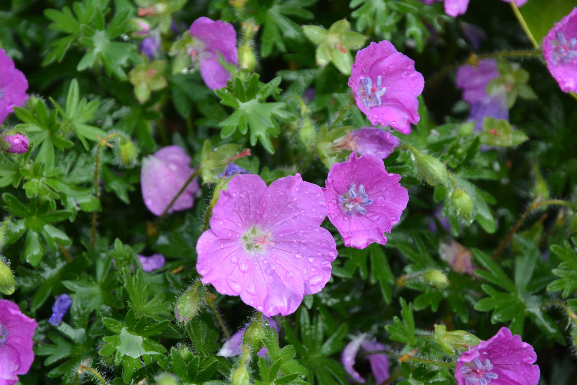 Storchschnabel für jeden Garten