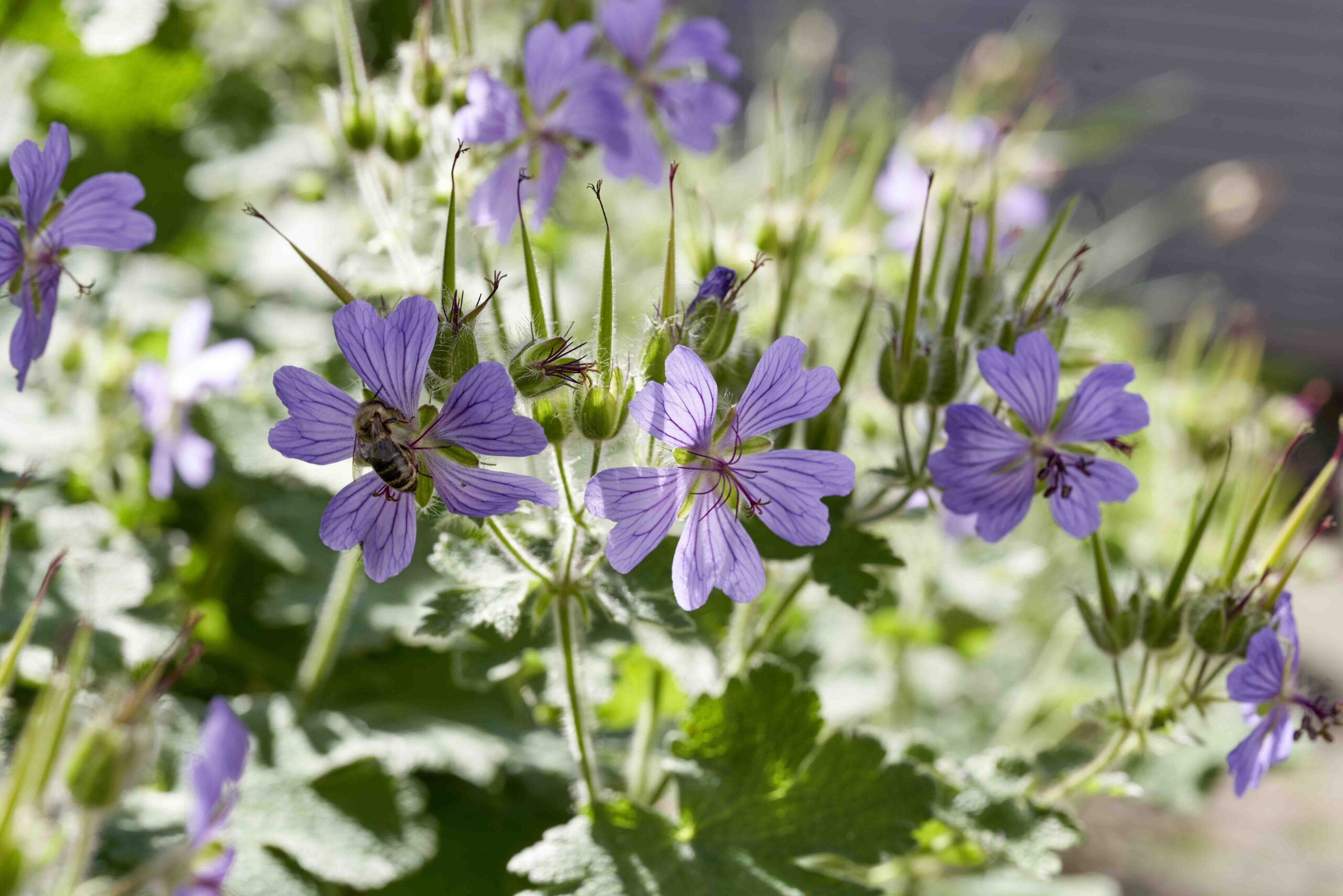 Storchschnabel für jeden Garten