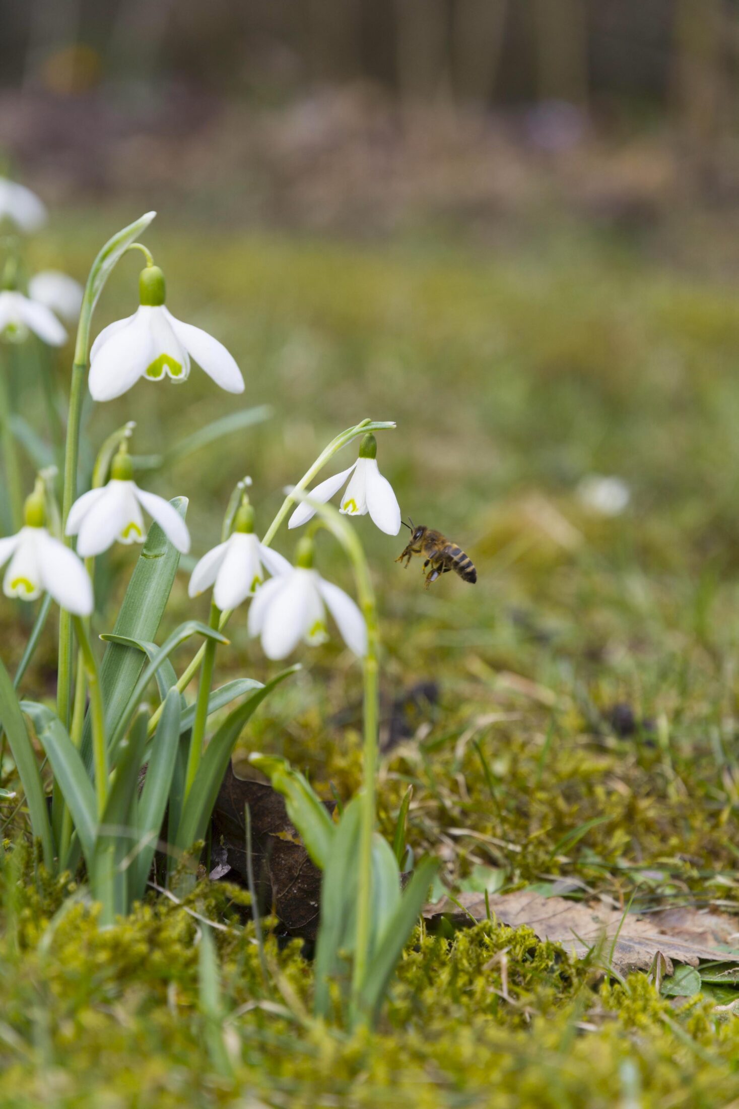 Schneeglöckchen Bienenfreundlich Be Bee