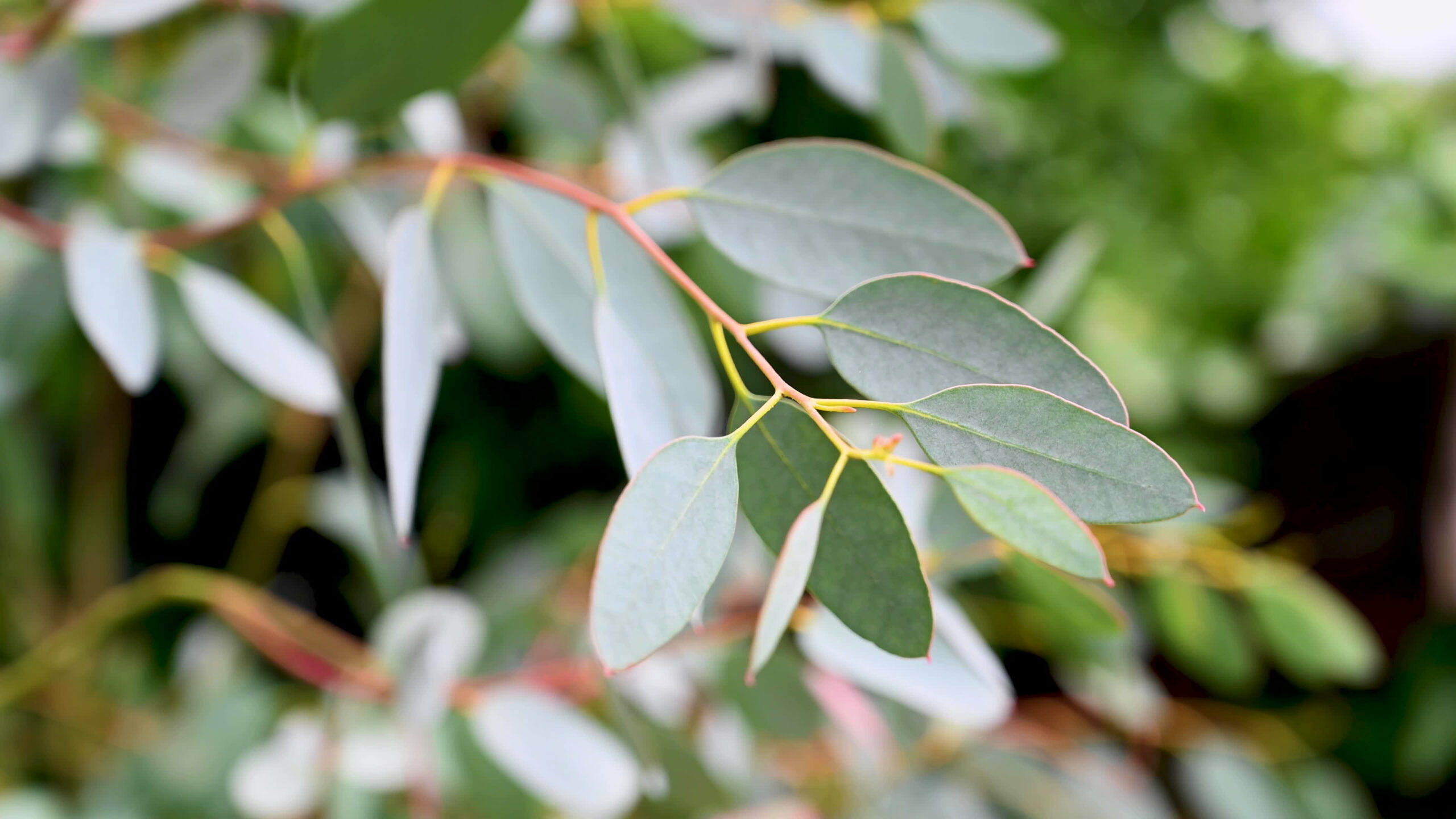 Blauer Eukalyptus - Heilpflanze aus Australien